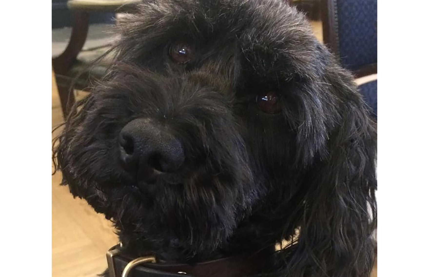 Meet Hon Bro Arlo the dog