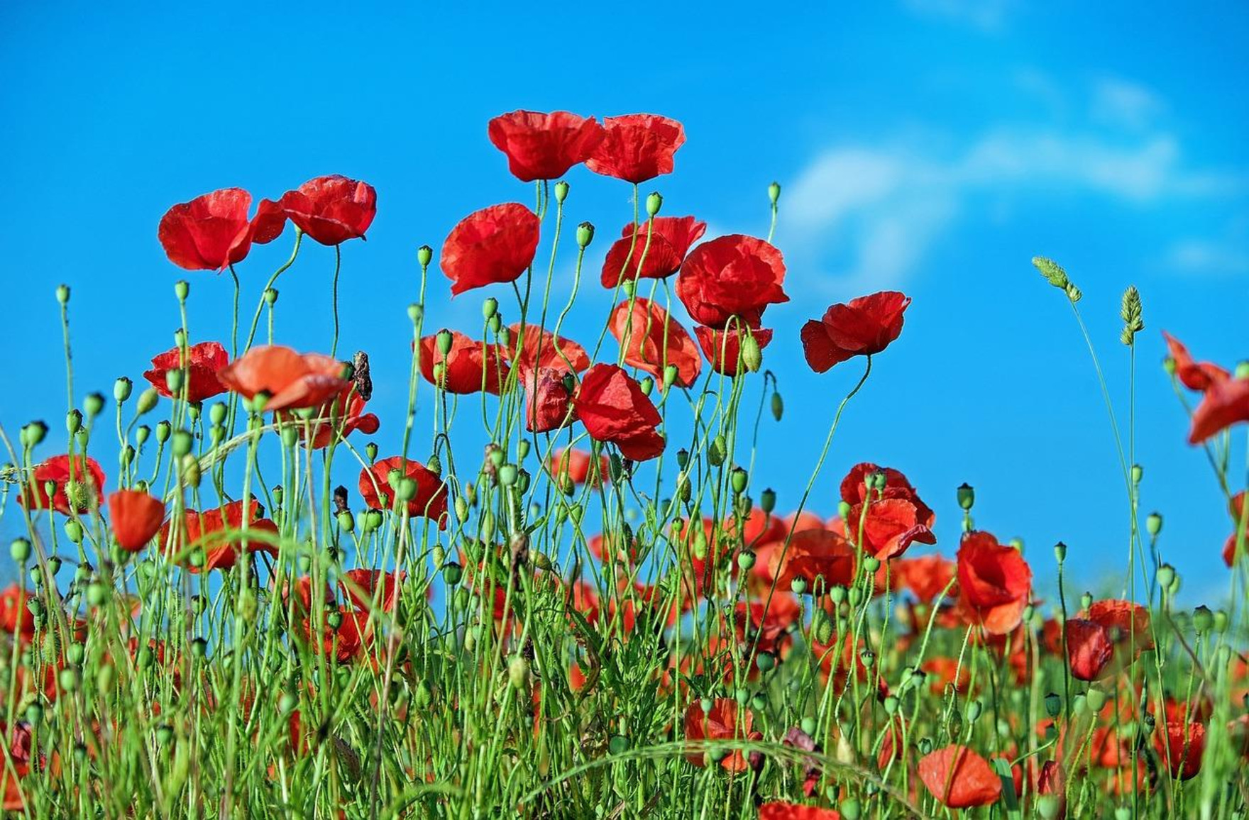 With VE Day approaching, meet the Brethren of WW2